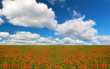 red flowers field under sky with large clouds