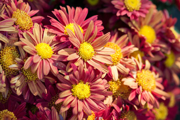 Gerbera seamless pattern floral background