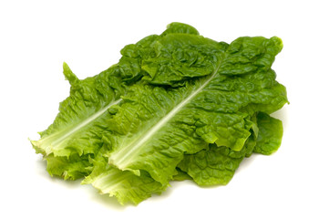 サンチュ-Lactuca sativa