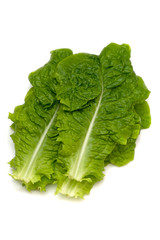 サンチュ-Lactuca sativa