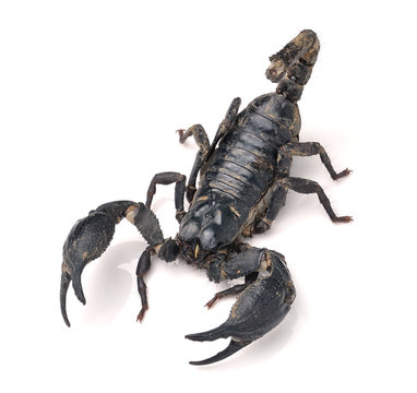 Scorpion Pandinus imperator isolated on white background