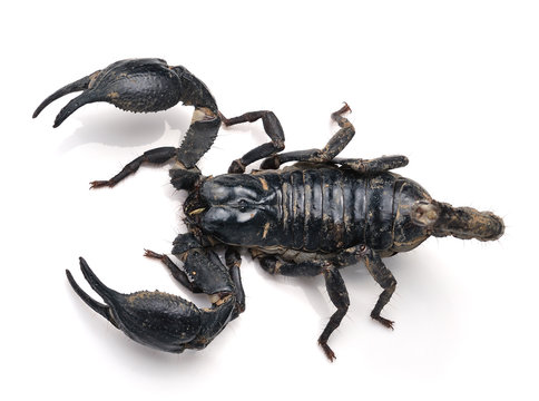 Scorpion Pandinus imperator isolated on white background