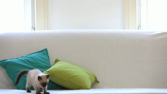 Crazy siamese kitten playing on the sofa