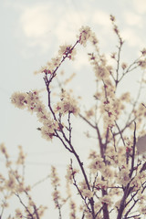 Blossom of the cherry