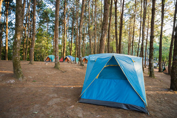 Camping and tent under the pine forest.