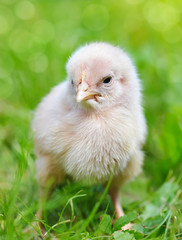 Little chicken on the grass