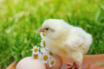 Little chicken and egg on the grass