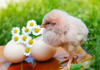 Little chicken and egg on the grass