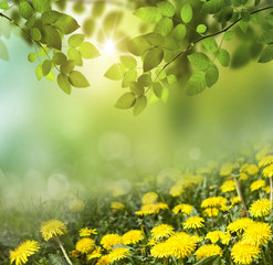Spring abstract  background