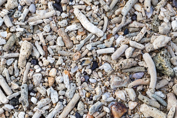 Viele Korallen an einem Strand