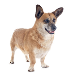 Welsh Corgi