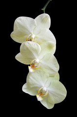 Fototapeta na wymiar orchids flowers