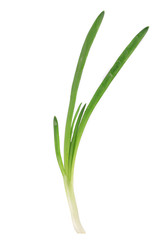 Close up of green onion.