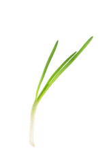 Close up of green onion.