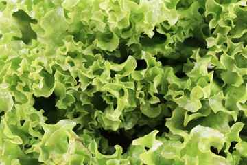 Close up of fresh lettuce.