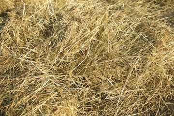 Lots of dry hay, photographed close up as background or texture