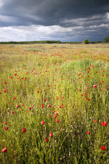 Sunny poppy meadow at storm vertical