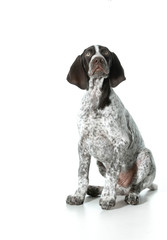 german shorthaired pointer puppy