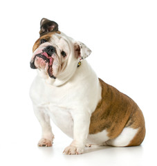 Obraz premium english bulldog