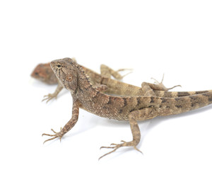 Close up chameleon isolated on white background