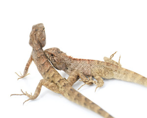 Fototapeta premium Close up chameleon isolated on white background