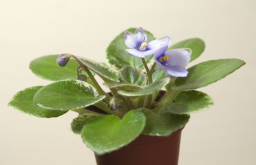 African violet