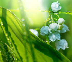 Lilly of the valley