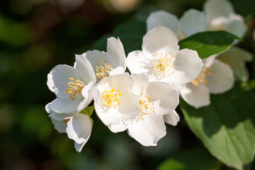 Obraz na płótnie Canvas Białe kwiaty jaśminu są kwitnące