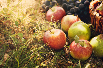 Organic fruit in summer grass