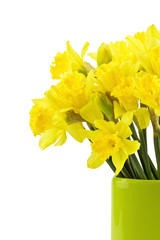 Żonkile w flakonie na białym tle