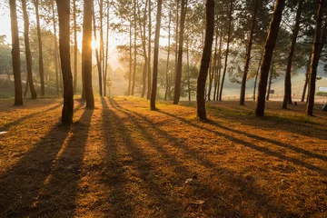 Foto op Plexiglas Dennenbos in moment van zon schijnt door bomen. © anonpichit