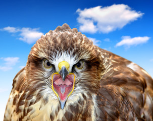 Common Buzzard Buteo buteo