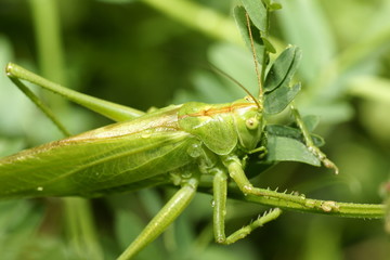 Grünes Heupferd - Tettigonia viridissima