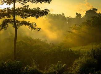 Sunrise over jungle