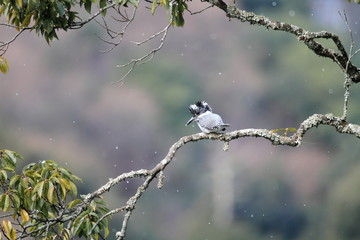 Crested Kingfisher (Megaceryle lugubris) in Japan 