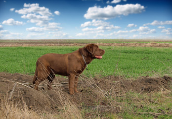 young labrador retriever