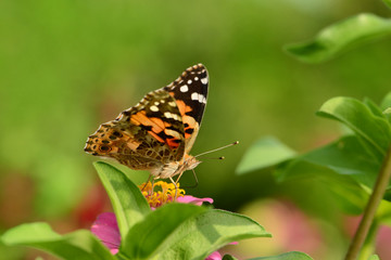 Fototapeta na wymiar Schmetterling 110