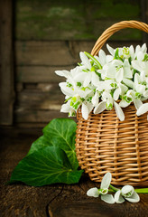 Bouquet of snowdrops in a wicker basket close up