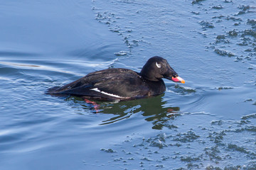 White-winged Scoter