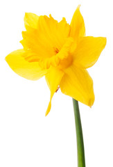 Fototapeta premium Daffodil flower or narcissus isolated on white background cutout