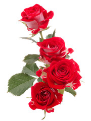 Red rose flower bouquet isolated on white background cutout
