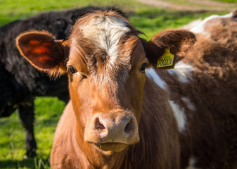 Friesian Cow Portrait