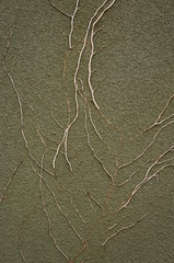 Hintergrund verputzte Wand mit Pflanzenresten