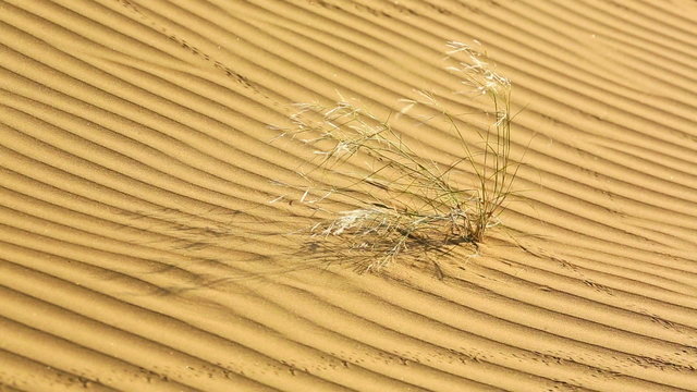 Sprouts of desert grass amidst the sand of Thar desert