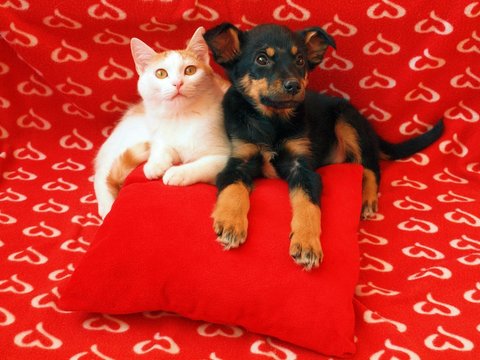 Cat And Dog: Friendship