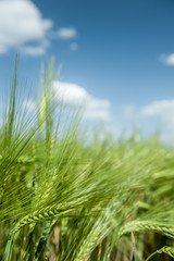 green wheat field and blue sky spring landscape
