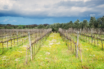 Fototapeta na wymiar biological vineyard in spring with flowers and olive tree