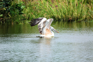 pelican