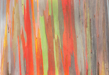 Rainbow Eucalyptus