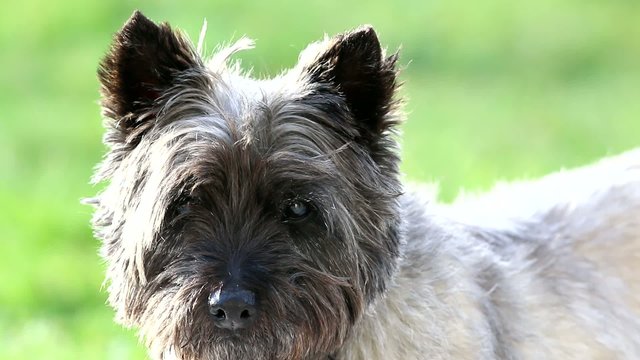 Sc&egrave;ne de vie d'un chien Cairn Terrier